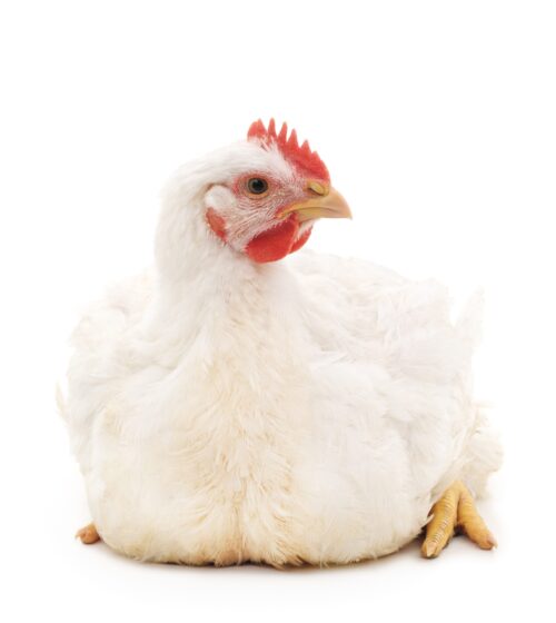 Chicken (Live 3.4kg)